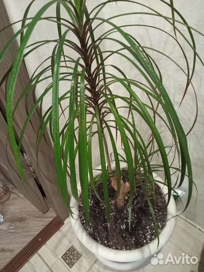 Пальма драцена