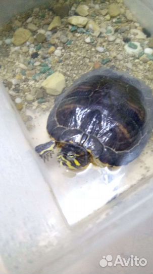 Красноухая черепаха