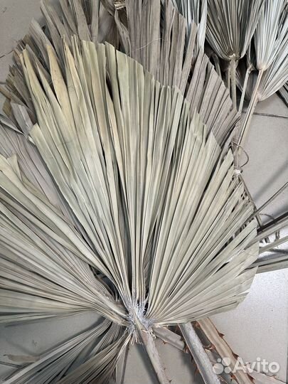 Листья пальмы