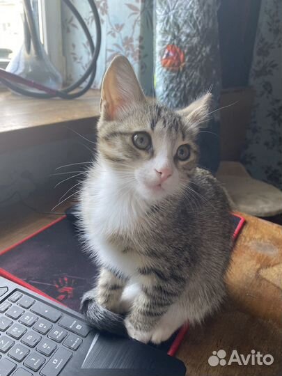 Кот