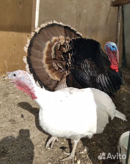 Продам индюшат