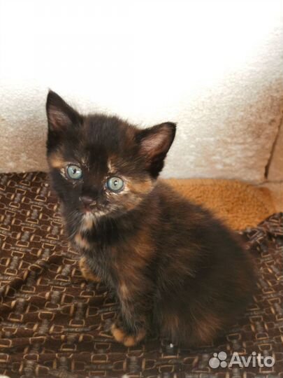 Кошка в дар бесплатно