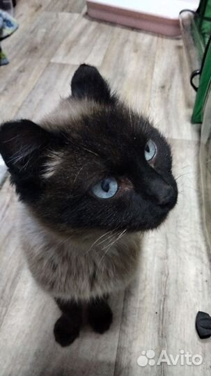 В добрые руки