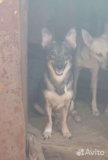 Стерилизованная небольшая собачка в дом