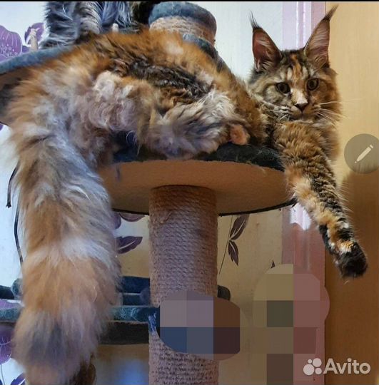 Котята мейн-кун