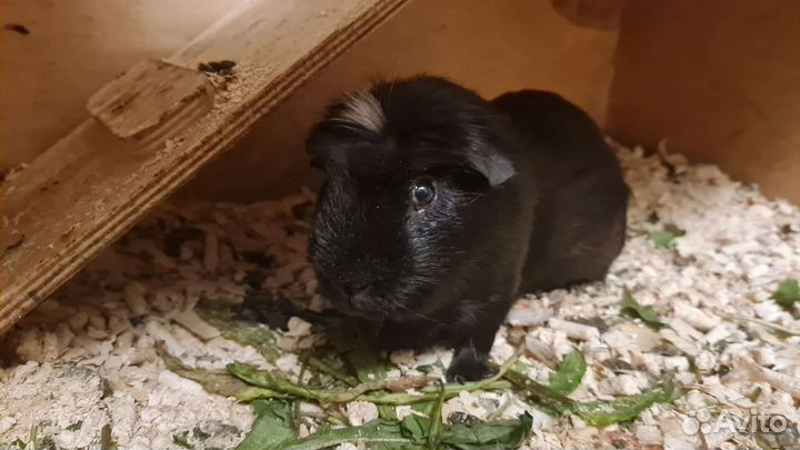 Морские свинки английский крестед