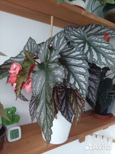 Бегонии Кейн (тростниковые )