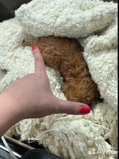 Той тикап micro девочка беби фейс