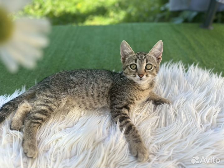 Котята в добрые руки бесплатно