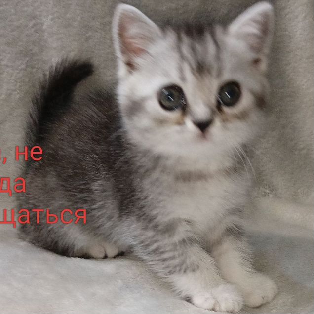 Шотландский прямоухий длинношёрстный котёнок