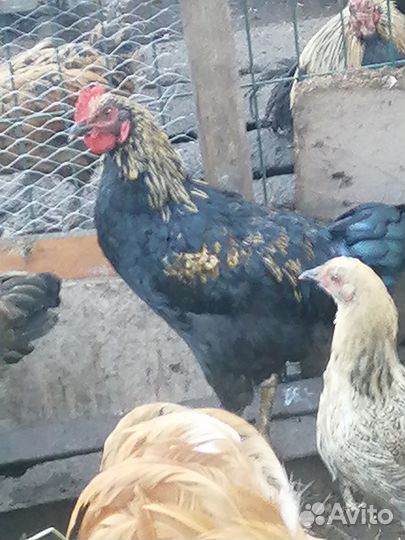 Молодые петушки