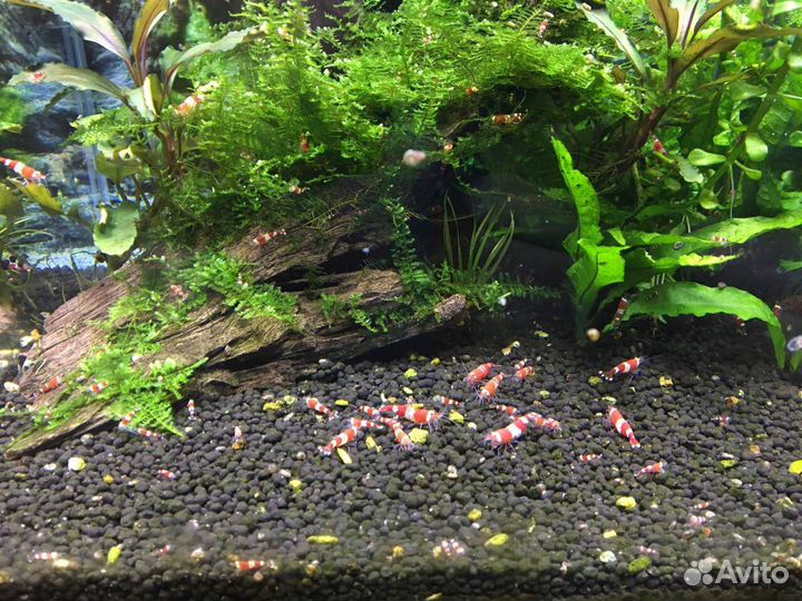 Креветки красный кристалл