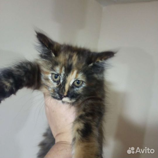 Котята мейн-кун метис