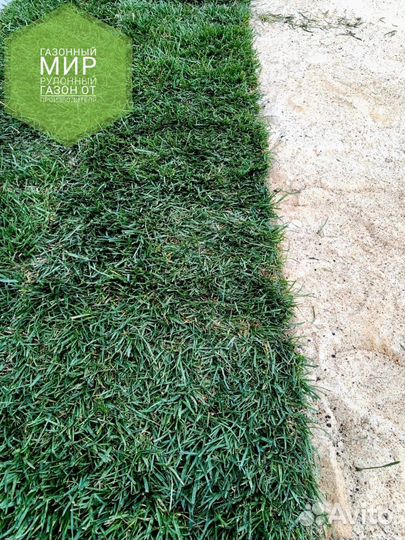 Рулонный газон