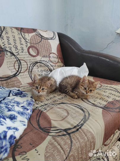 Кошки в добрые руки бесплатно