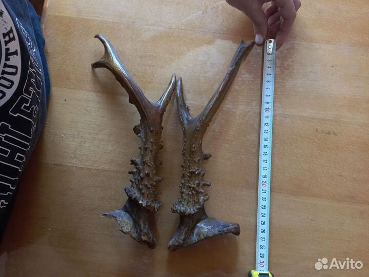 Рога косули