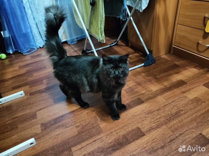 Кот в добрые руки