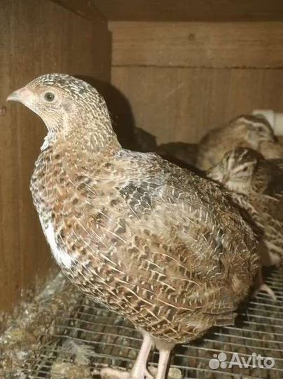 Перепёлки Яйца мясо перепелиные, клетки