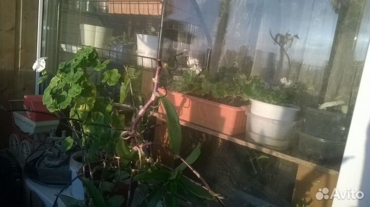 Гиппераструм, сансевьерия, золотой ус, фиалки