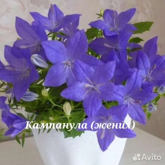 Кампанула (жених и невеста)