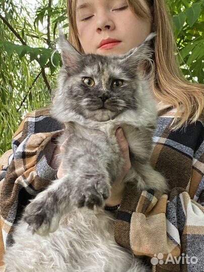 Мейн-кун