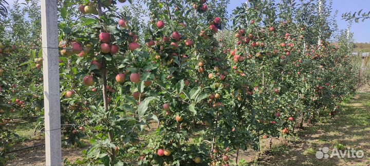 Яблоки домашние