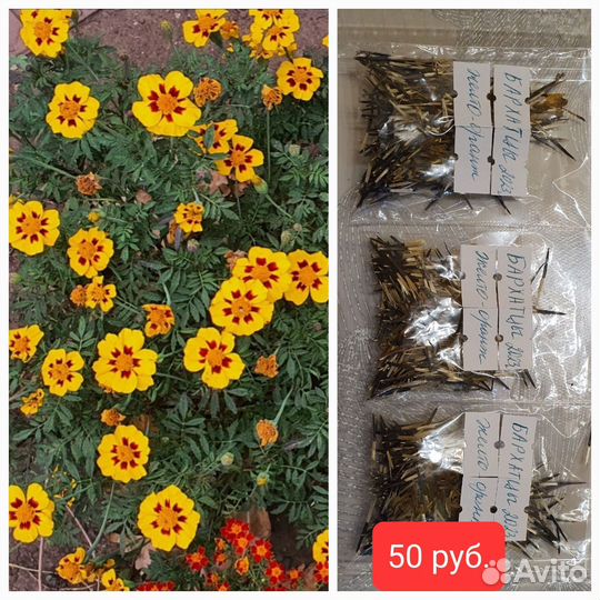 Семена бархатцев, циний, базилика, салата, кинзы