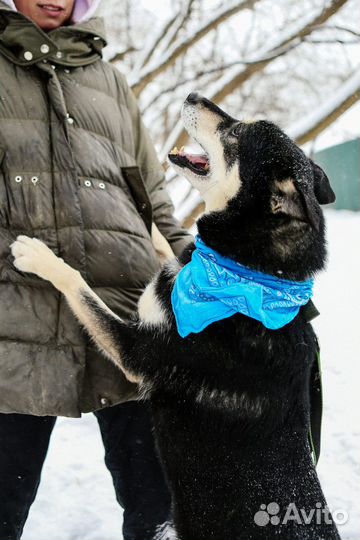 Обалденный пес нуждается в семье