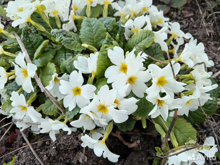 Цветы для сада