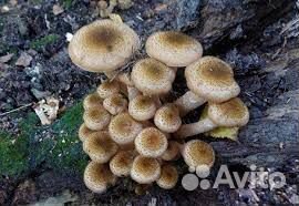 Грибы опята