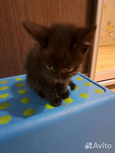 Кошка в дар бесплатно