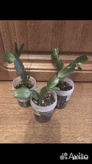 Детки-стартеры фиалок,пасынки химер