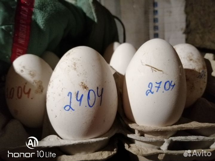 Продам гусиное инкубационное яйцо