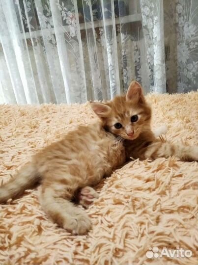 Котята в добрые руки приучены к лотку