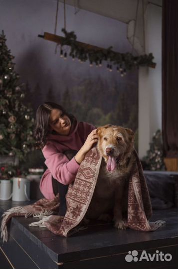 Позитивный рыжик, домашний семейный пёс