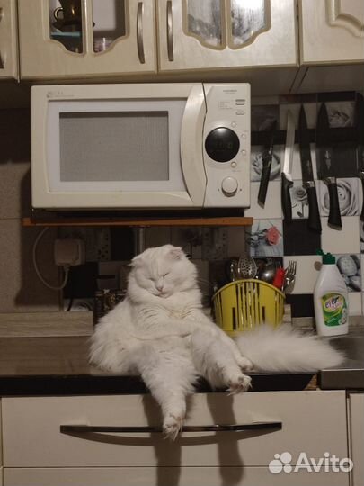 Отдам кошку в добрые руки