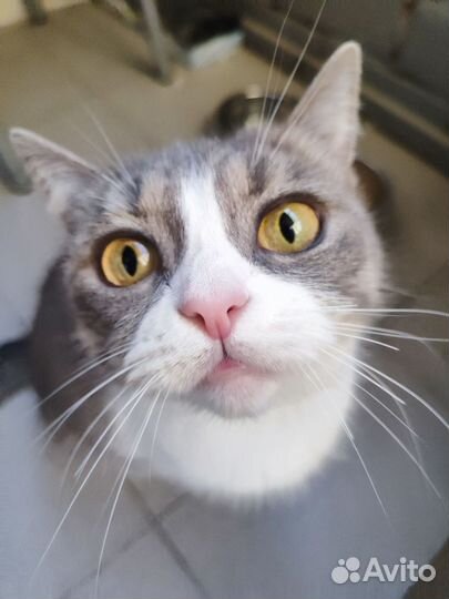 Отдам кошку
