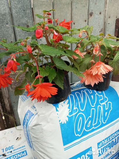 Бегонии ампельные (адрес в описании)