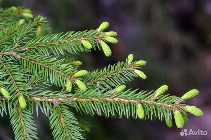 Пихтовое масло натуральное из Башкирии