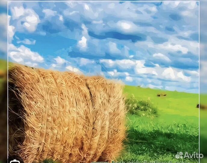 Продам сено в рулонах