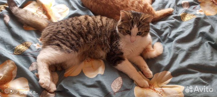 Коты бесплатно
