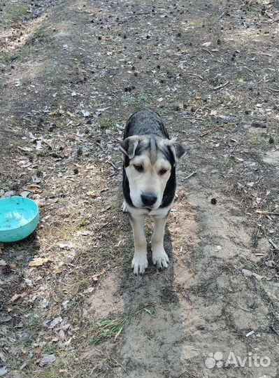 Нужно спасать