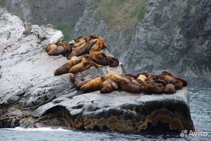 Морские прогулки