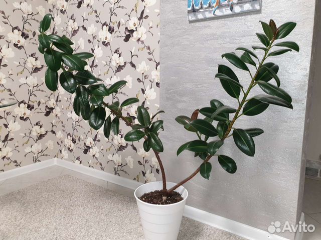 Фикус Эластика Мелани 140см IKEA горшок