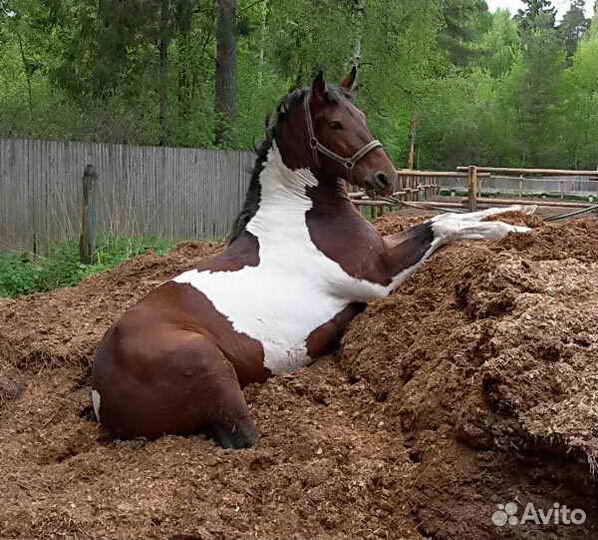 Конский навоз, перегнивший