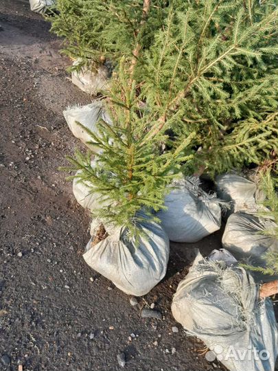 Ель зеленая