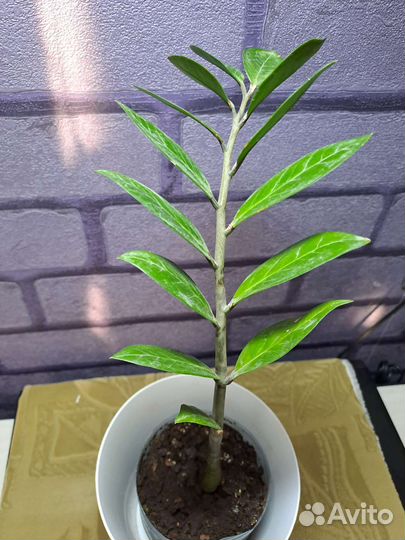 Замиокулькас