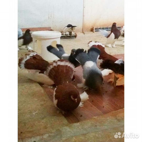 Статные голуби Царицынские