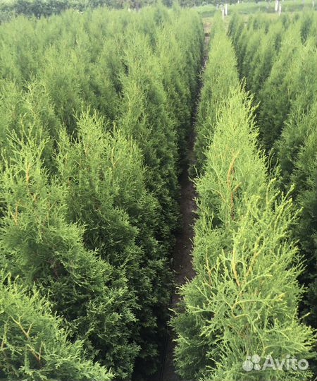 Туя 1,62 м из питомника 