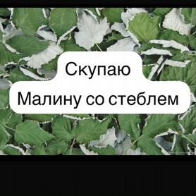 Малина в садах, мята чабрец таволга душица